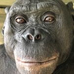 Kanzi, the world’s most famous bonobo, turns 40