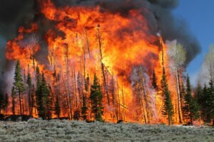 ‘It’s a tinderbox situation’: Western governors ask Biden for better wildfire prevention ‘It’s a tinderbox situation’: Western governors ask Biden for better wildfire prevention