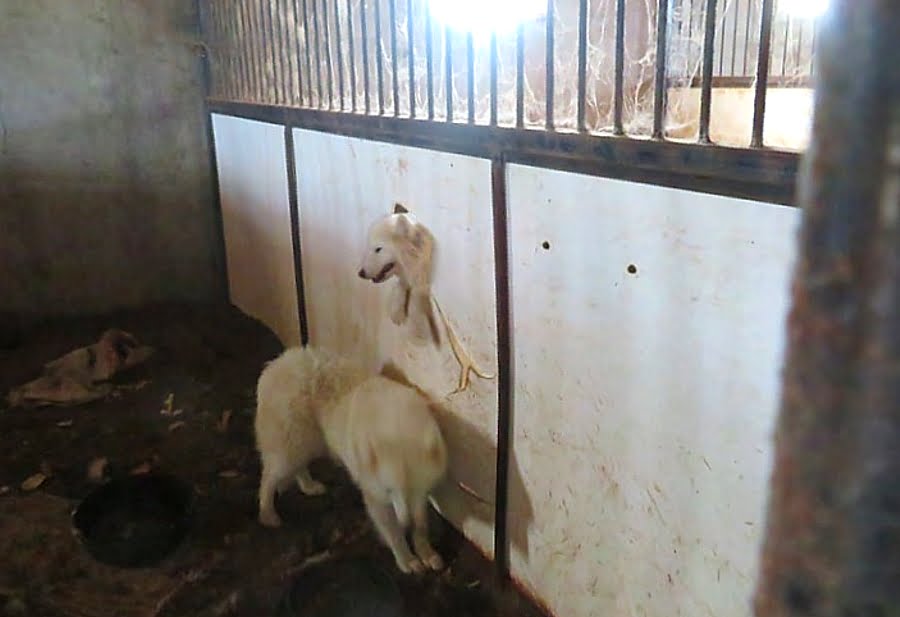State hits puppy mill owner with k fine and license suspension State hits puppy mill owner with k fine and license suspension