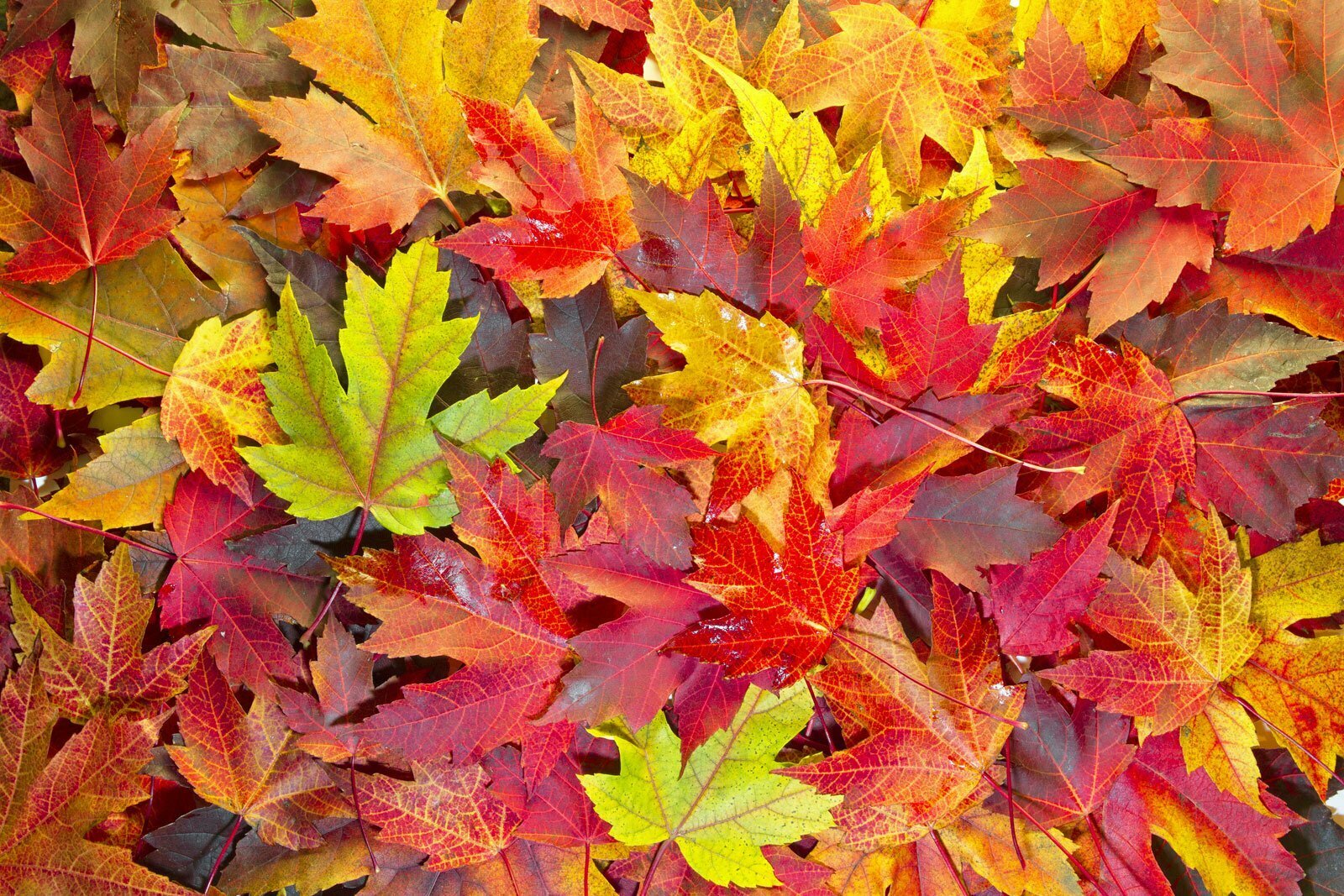 City-wide Leaf Pick Up scheduled for November 14 City-wide Leaf Pick Up scheduled for November 14