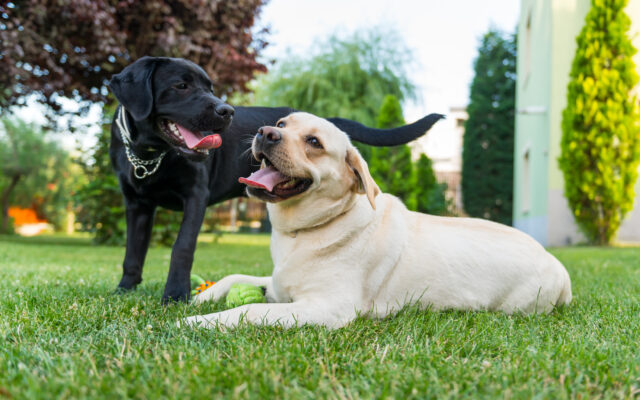 Newton Man Allegedly Abandons His Three Dogs at Local Park Newton Man Allegedly Abandons His Three Dogs at Local Park