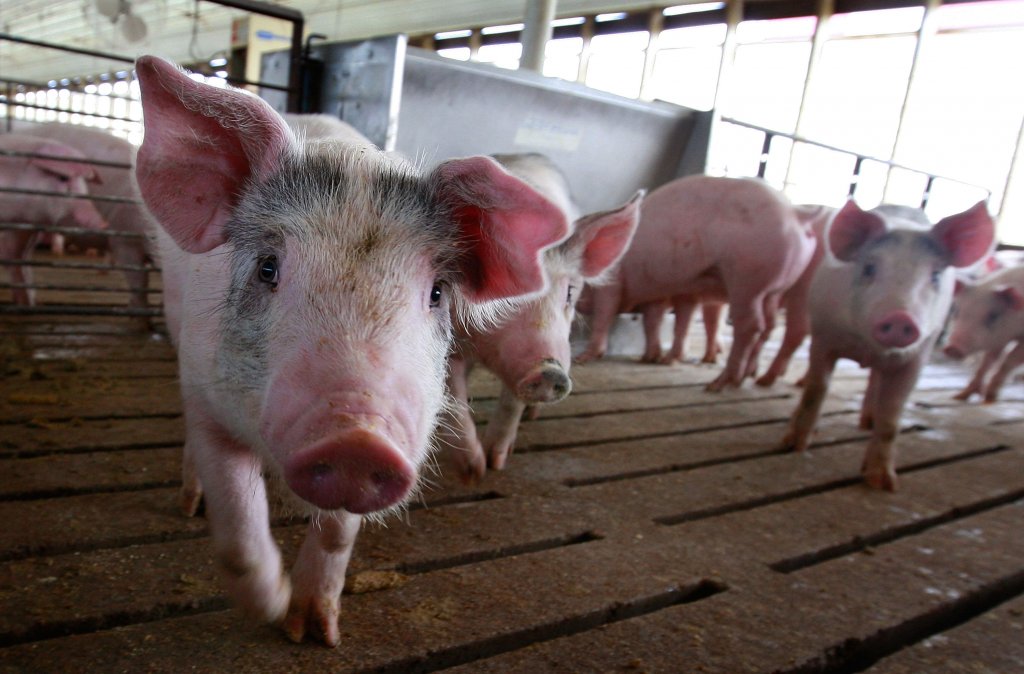 Millions of gallons of manure have languished at former swine site for years