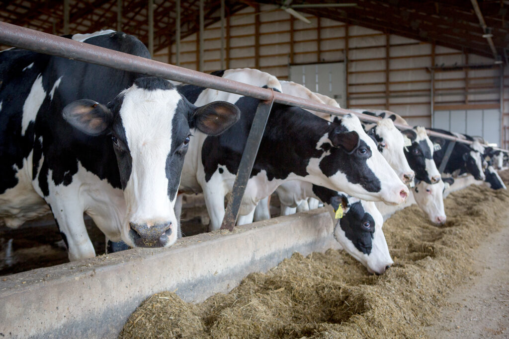 State identifies second dairy with bird flu, expands testing 1 State identifies second dairy with bird flu, expands testing 1