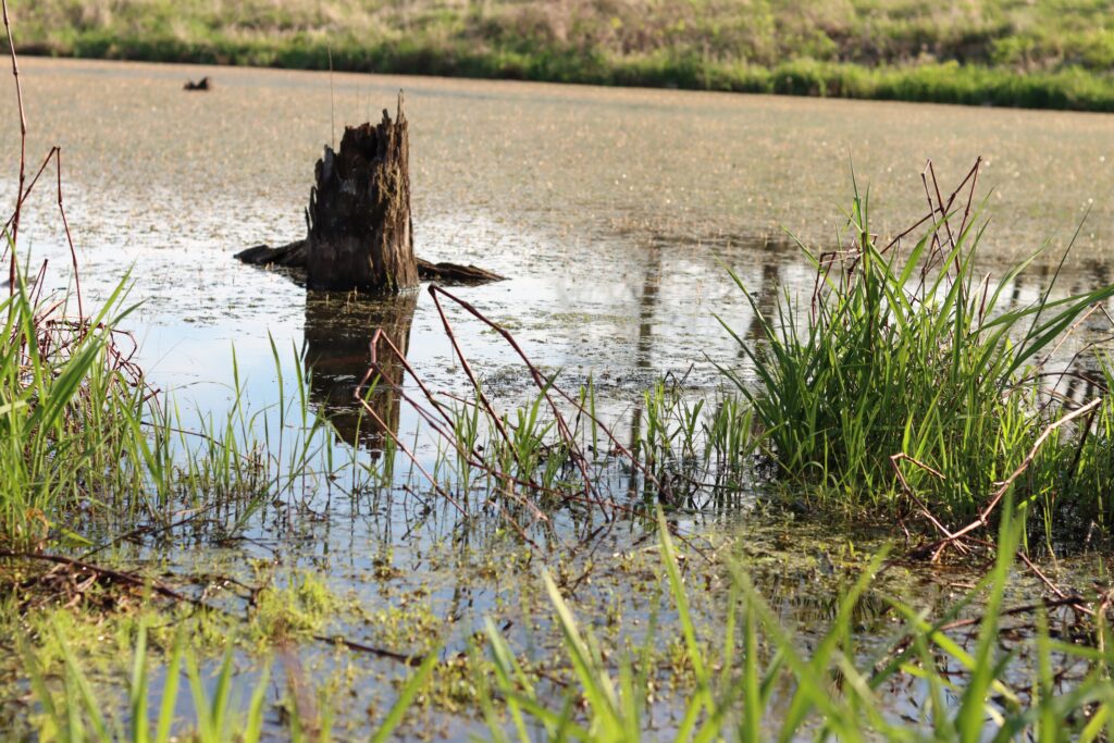 Swampbuster case dismissed by federal judge 1 Swampbuster case dismissed by federal judge 1