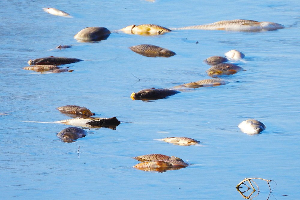 Iowa Attorney General settles DNR cases for Agri Star and Nishnabotna River pollution 1 Iowa Attorney General settles DNR cases for Agri Star and Nishnabotna River pollution 1
