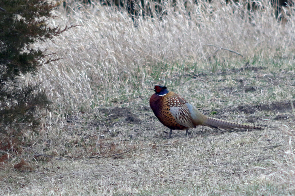 Wildlife experts predict ‘banner year’ for Iowa’s centennial of pheasant hunting 1 Wildlife experts predict ‘banner year’ for Iowa’s centennial of pheasant hunting 1