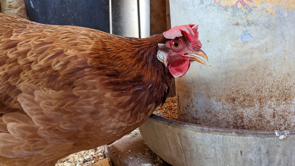 Highly pathogenic avian influenza detected in Boone County 1 Highly pathogenic avian influenza detected in Boone County 1