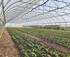Growers Invited to 2026 High Tunnel Short Course in Madrid 2 Growers Invited to 2026 High Tunnel Short Course in Madrid 2