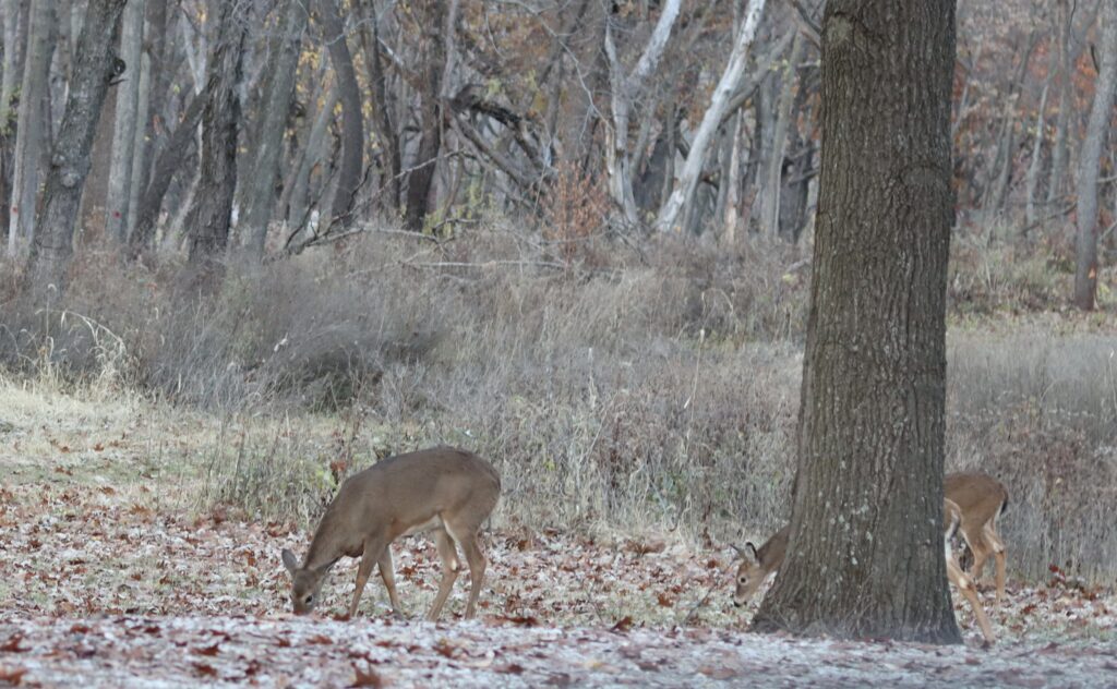 Deer hunters welcome cooler, drier conditions as muzzleloader season starts 1 Deer hunters welcome cooler, drier conditions as muzzleloader season starts 1